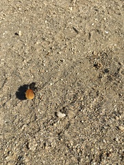 Dasymutilla magnifica