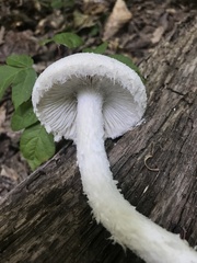 Amanita longipes