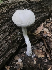 Amanita longipes