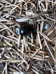 Bombus californicus