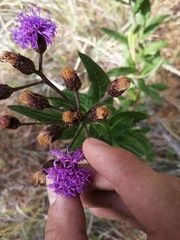 Vernonia greggii