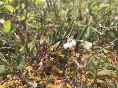 Andromeda polifolia glaucophylla