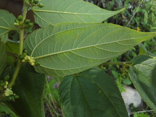 Trema domingense