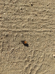 Dasymutilla magnifica