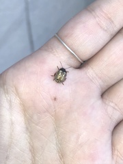 Calligrapha philadelphica