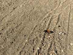 Dasymutilla magnifica