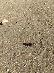 Dasymutilla magnifica