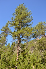 Pinus uncinata
