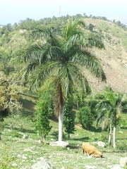 Roystonea borinquena