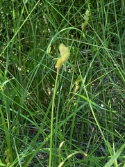 Carex scoparia image