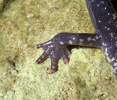 Plethodon wehrlei