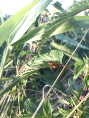 Rhagonycha fulva