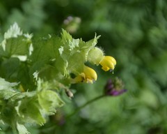 Rhinanthus alectorolophus