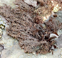 Microcladia borealis