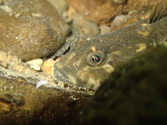 Cottus perifretum