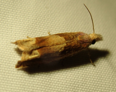 Eucosma conterminana