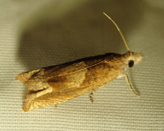 Eucosma conterminana
