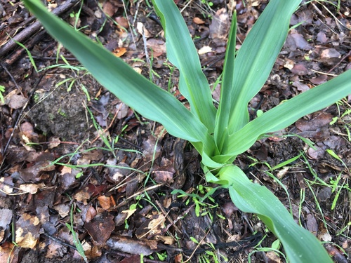 iNaturalist observation photo of wavy-leafed soap plant