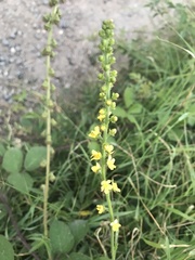 Agrimonia eupatoria