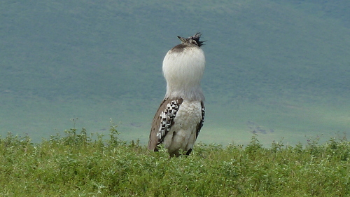Kori Bustard (Ardeotis kori), photo 8