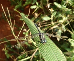 Libellulidae