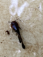 Ameiurus nebulosus
