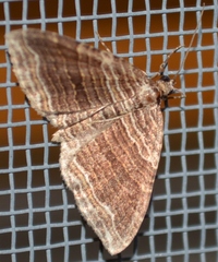 Anticlea multiferata