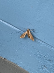 Xylophanes tersa