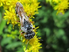 Hymenoptera