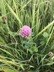 Trifolium pratense