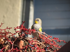 Setophaga coronata
