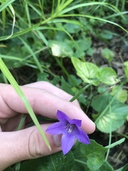 Campanula rapunculoides