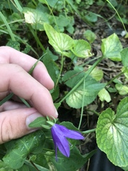 Campanula rapunculoides