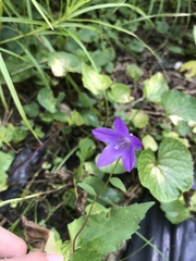 Campanula rapunculoides