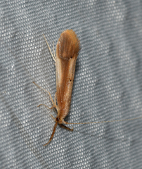 Triaenodes marginatus