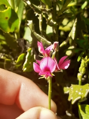 Indigofera platypoda