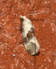 Phalonidia lepidana