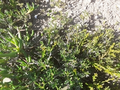 Indigofera platypoda