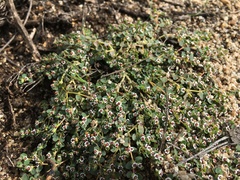 Euphorbia polycarpa polycarpa