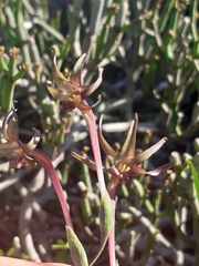 Freesia viridis viridis