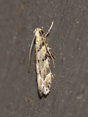 Coleotechnites coniferella
