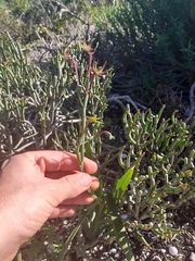 Freesia viridis viridis