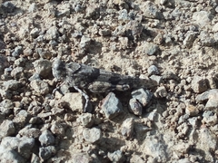 Sphingonotus haitensis