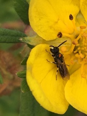 Hylaeus annulatus