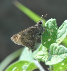 Atalopedes campestris huron