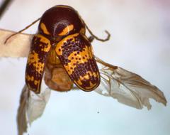 Cryptocephalus irroratus