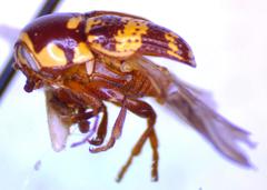 Cryptocephalus irroratus