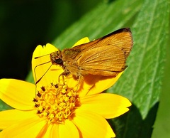 Libra aligula decia