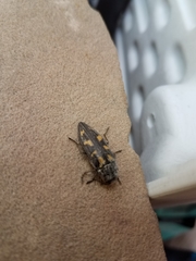 Buprestis laeviventris