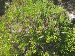 Indigofera sp-aff-platypoda